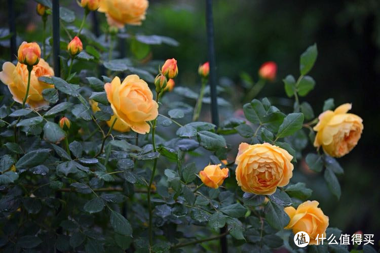 你们都已经在过夏天了，我的春天才刚刚开始