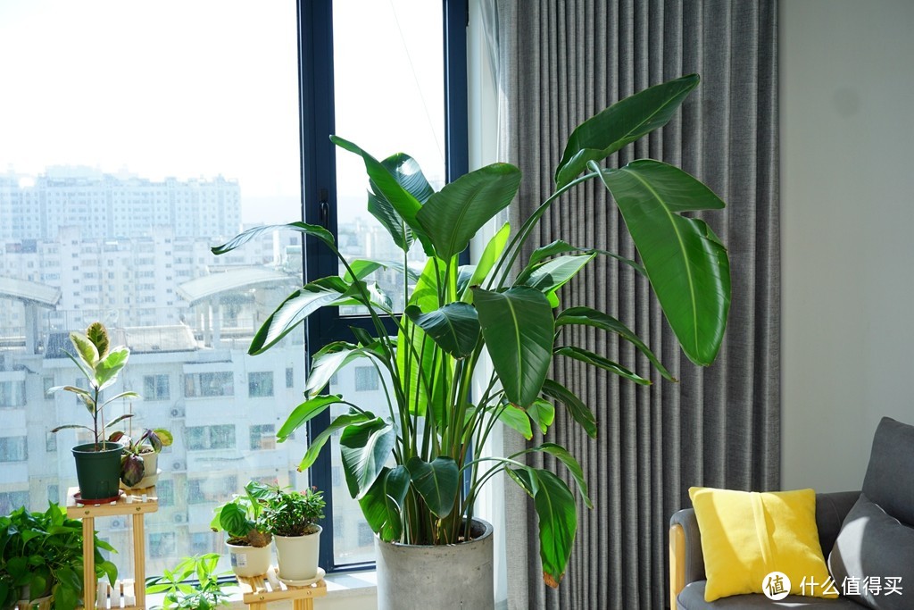 绿植养护经验和园艺装备分享，点缀出你的清爽夏日家居