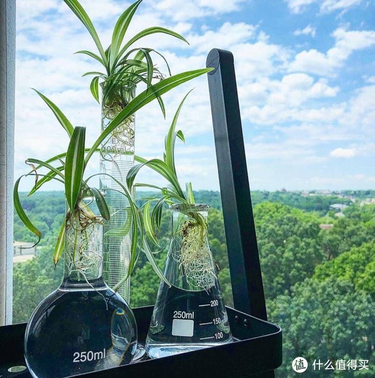 种花搞得家里尘土飞扬？养水培植物啊！