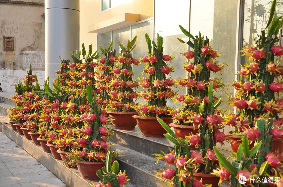 适合在家养护的绿植推荐 火龙果