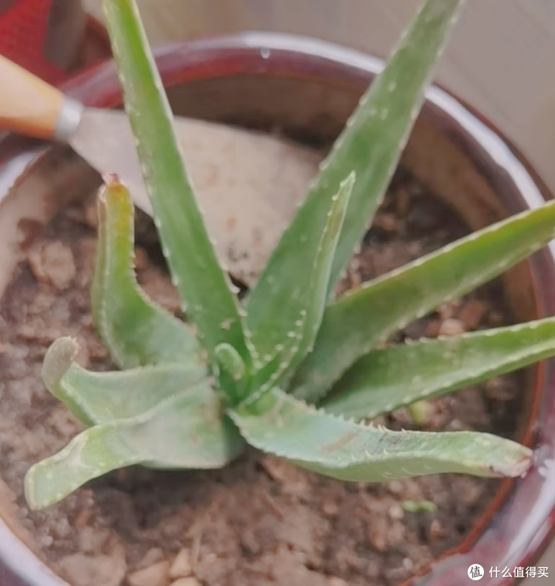 常见绿植 芦荟养护指南