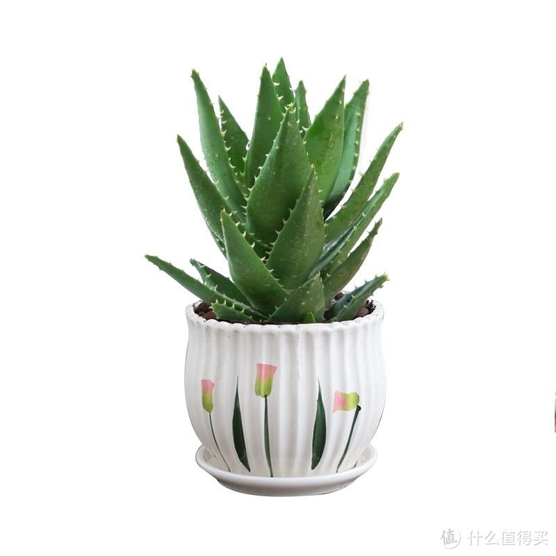 适合摆放在卧室的绿植推荐