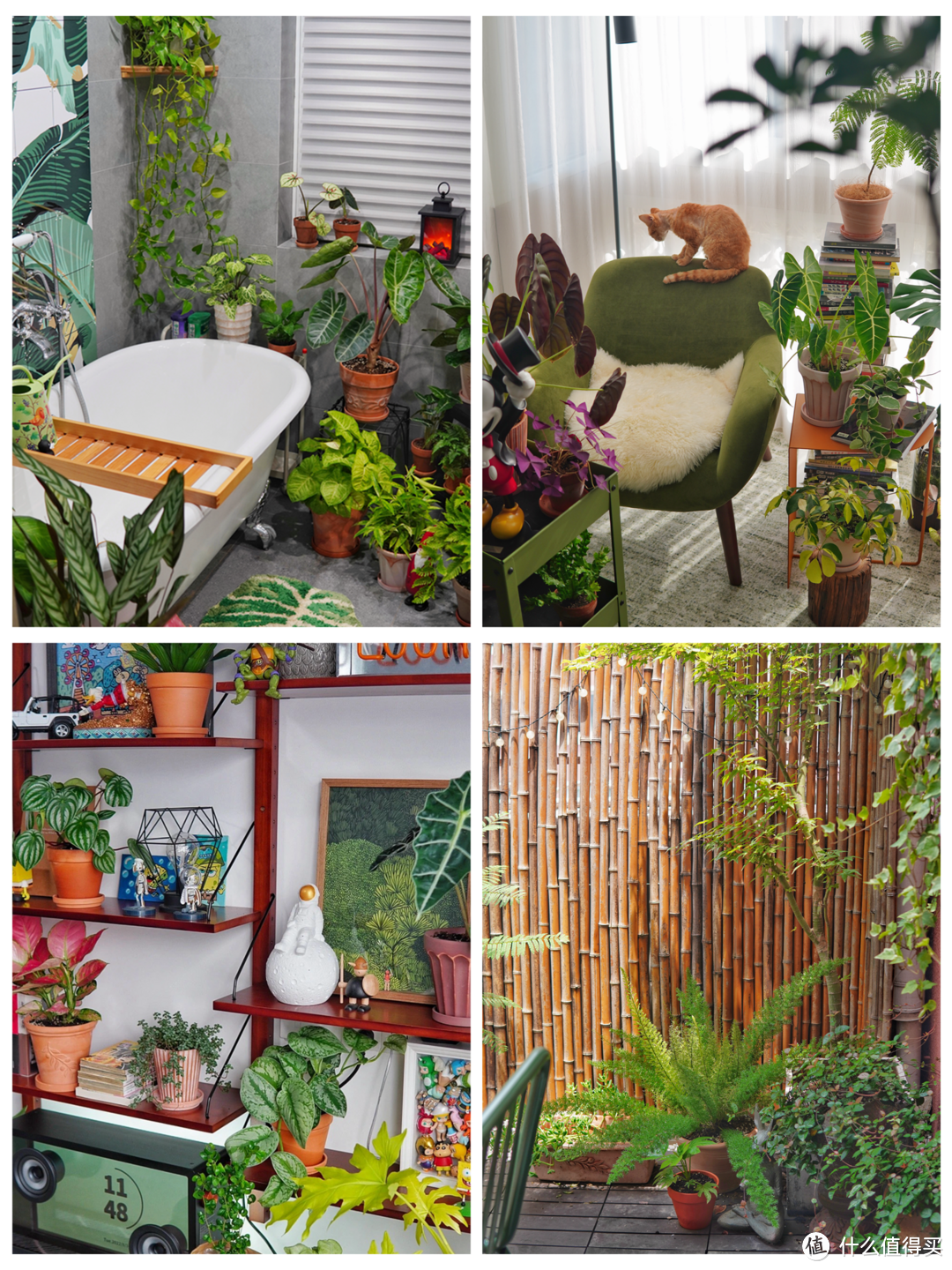 30款亲测活过一年的家庭绿植推荐，绿植新手放心抄作业