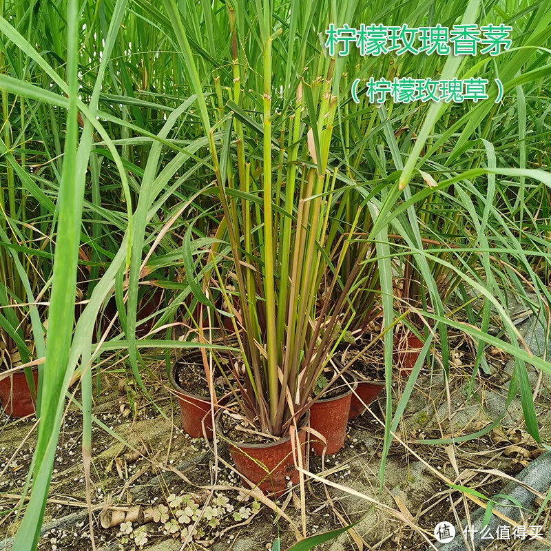 夏日绿植种植种类推荐：为炎炎夏日带来一丝清凉