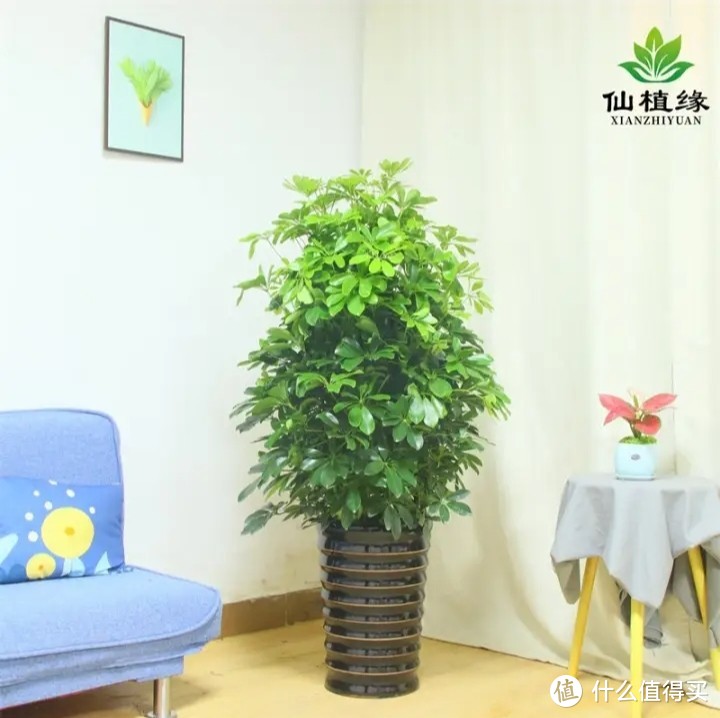 推荐几款适合家庭种植的进阶绿植