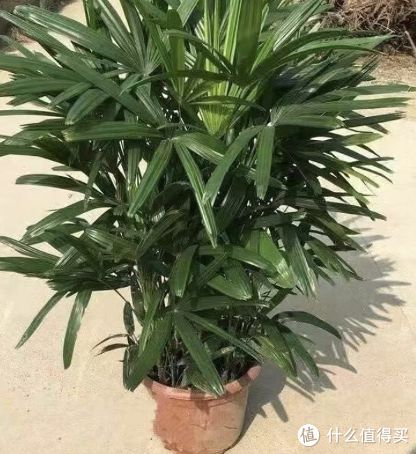 冬天了要养一株绿植，棕竹选购攻略及养护方法
