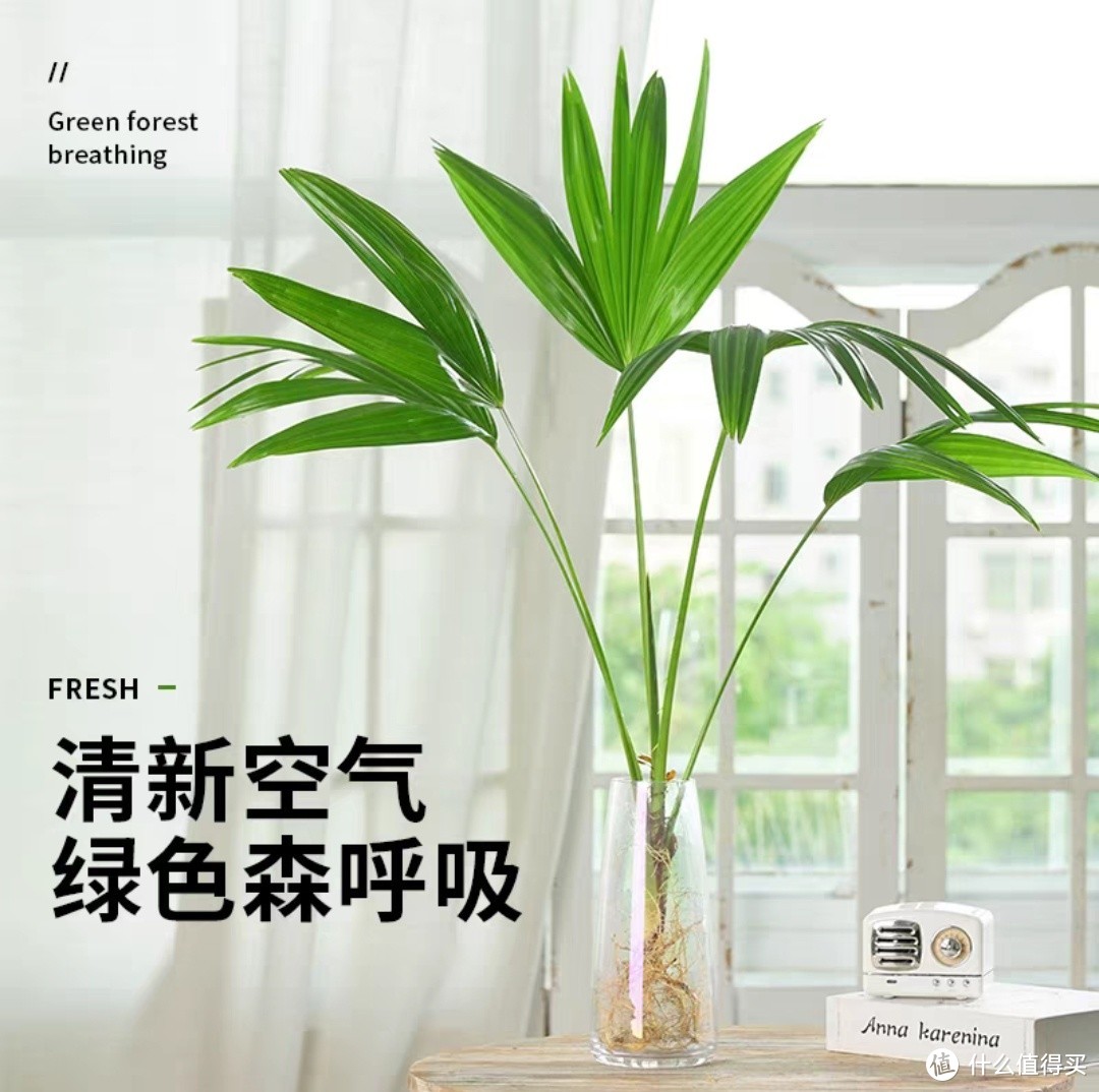 告别单调，提升桌面品味：桌面绿植推荐