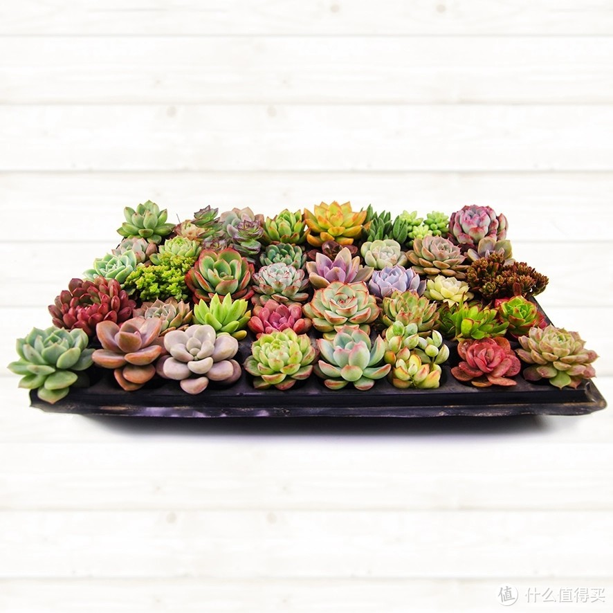  绿植好物推荐:打造健康生活,从选择绿植开始