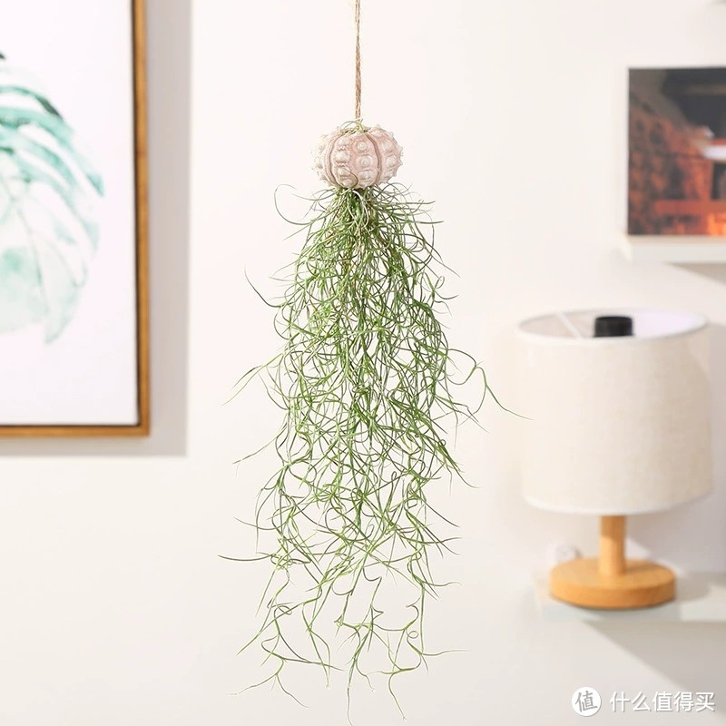 绿植好物推荐：打造绿色家居，享受健康生活