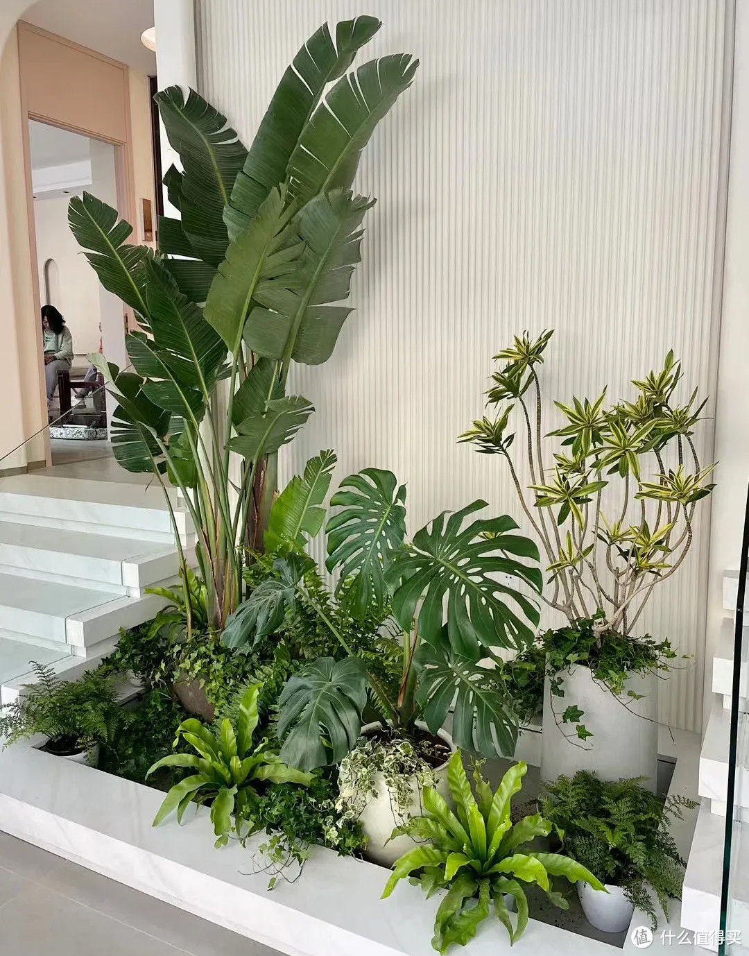 把盛夏的绿色搬进家——易养护的家装绿植