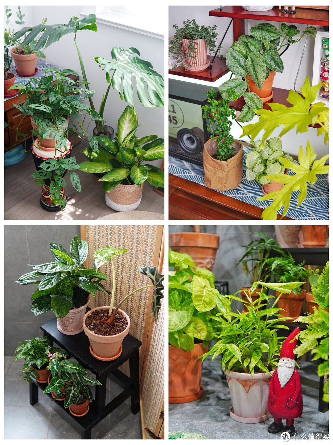 家的松弛感是绿植给的:家庭绿植选购养护攻略