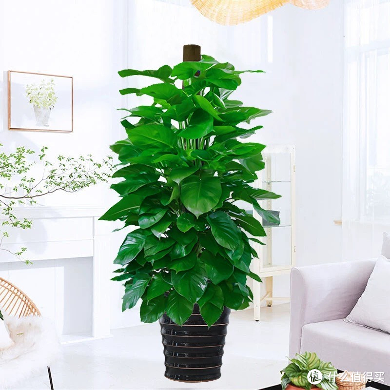 新手必看！超实用家装绿植选购指南，你家有需要吗？